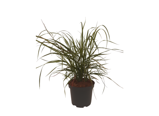 Proso rózgowate 40-60 cm doniczka 2 l mix