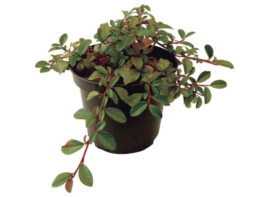 Irga mix wys. 15-25 cm don. 2 l