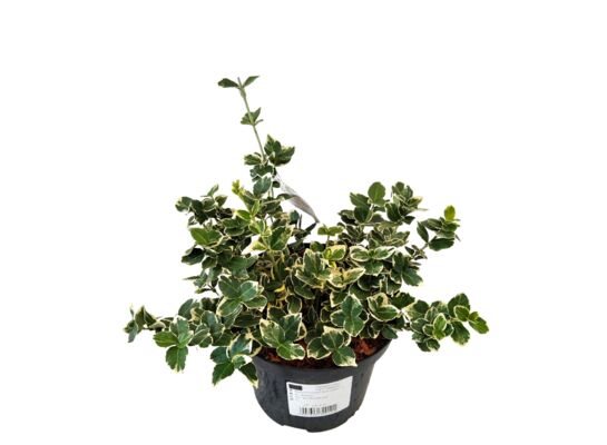 Trzmielina mix wys. 15-20 cm don. 2 l