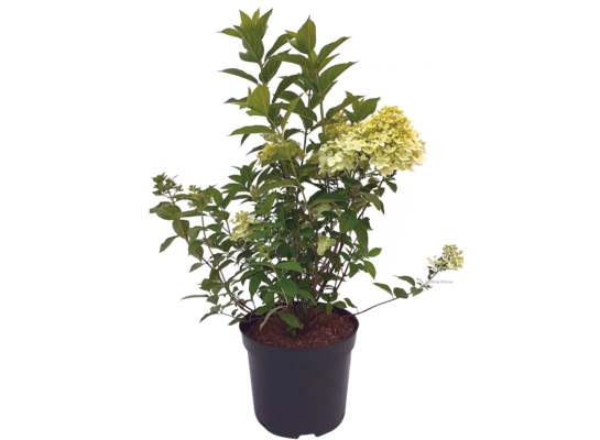 Hortensja bukietowa mix B C2 wys. 30 - 40 cm