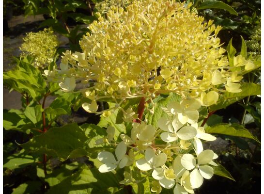 Hortensja bukietowa C2 wys. 30 - 40 cm