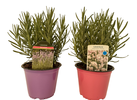 Lawenda 25 cm doniczka 17 cm mix