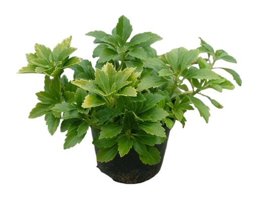 Pachysandra 15 - 20 cm doniczka 2 l