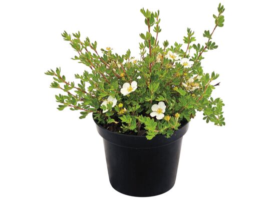 Potentilla Mix C2