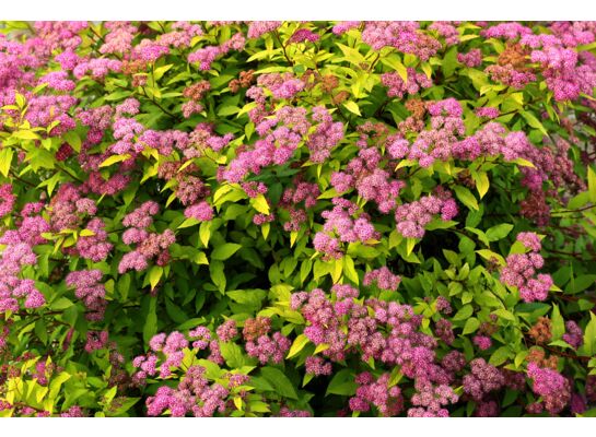 Tawuła japońska mix wys. 20-40 cm C2