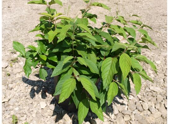 Viburnum mix 20 - 30 cm doniczka 2 l