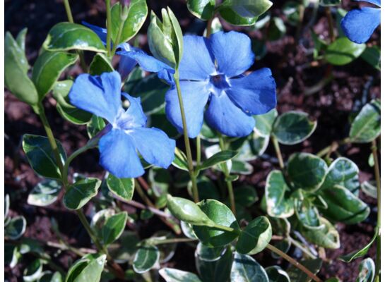 Barwinek mix wys. 10-15 cm C2