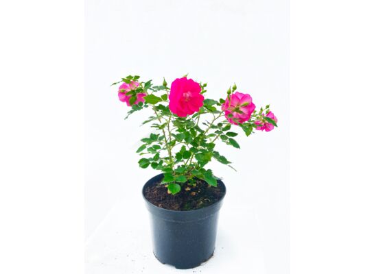 Róża parkowa mix wys. 60-80 cm don. C5