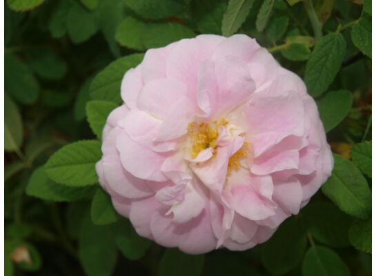 Róża kanadyjska parkowa mix 60 - 80 cm doniczka C5