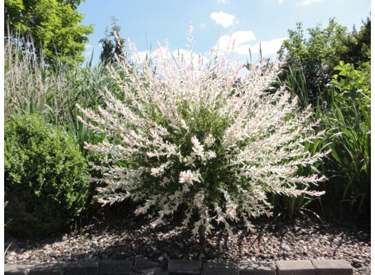 Wierzba HAKURO NISHIKI 120 cm 5L Co