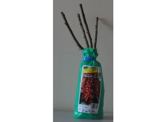 Porzeczka czerwona w balocie 35 cm