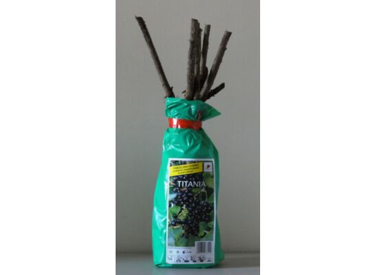 Porzeczka czarna 35 cm