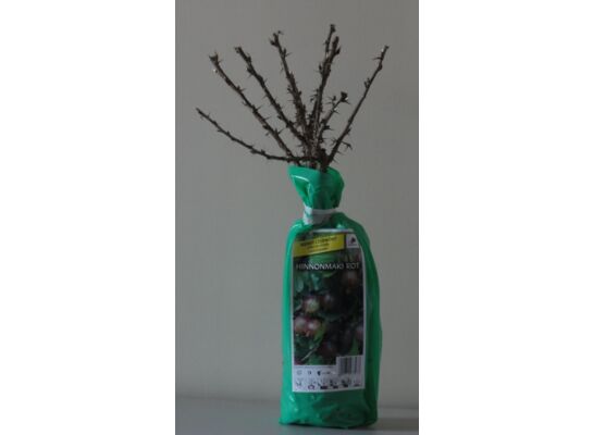 Agrest w balocie 35 cm