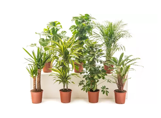 Rośliny tropikalne wys. 70 - 100 cm don. 17 cm