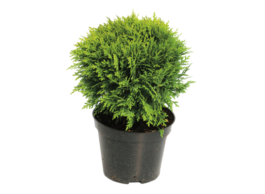 Żywotnik occidentalis Teedy wys. 15-40 cm don. 3 l