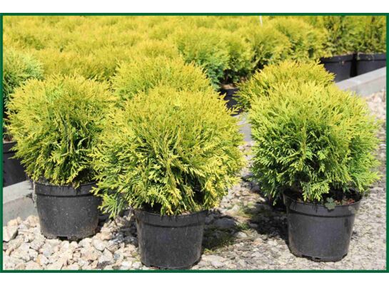 Żywotnik zachodni 'David' C2 wys. 15 - 20 cm