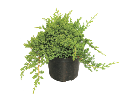 Jałowiec rozesłany nana don. 2 l