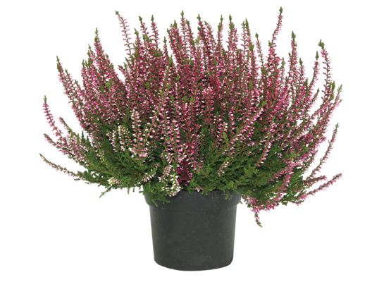 Wrzos pączkowy fioletowy doniczka 12 cm