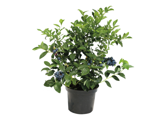 Borówka amerykańska wys. 40-50 cm  don. 2 l