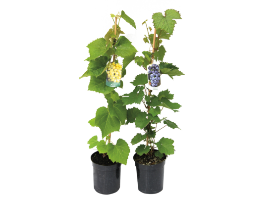 Winorośl ciemny i jasny, wys. 50-70 cm, don. 2L