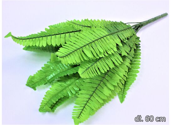 Paproć 60 cm