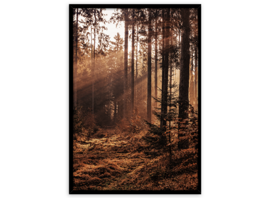 Obraz Framepic 50 x 70 cm FP051 FOREST