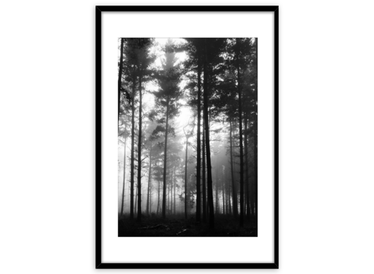 Obraz Framepic 50 x 70 cm FP046 FOREST