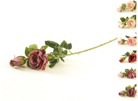 Róża mix kolorów 70 cm