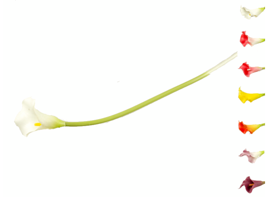 Calla pojedyncza 47 cm
