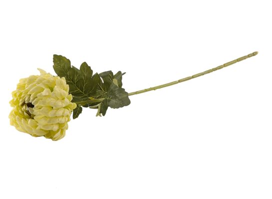 Chryzantema pojedyncza zielona 75 cm