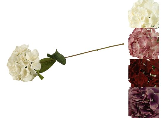 Hortensja pojedyncza 70 cm