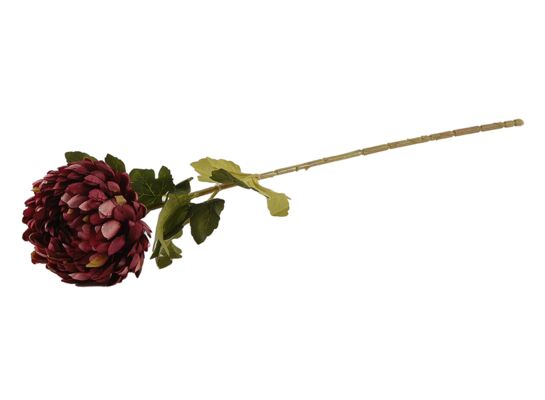 Chryzantema pojedyncza bordowa 75 cm