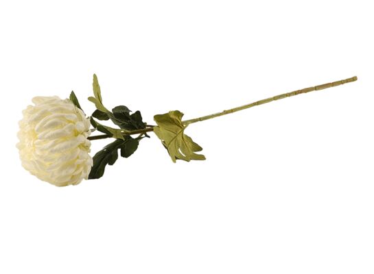 Chryzantema pojedyncza biała 75 cm