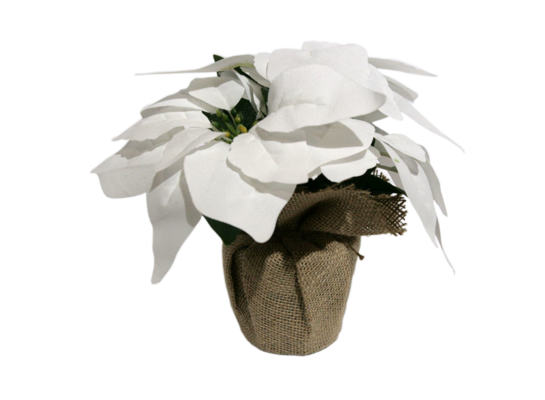 Poinsecja biała w doniczce