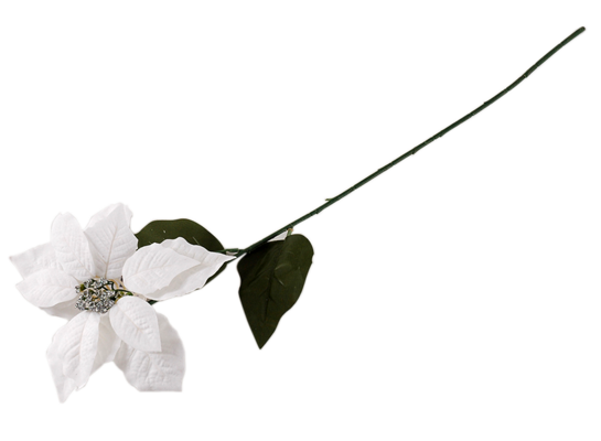 Poinsecja biała 70 cm