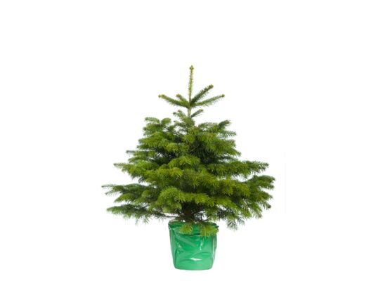 Jodła Kaukaska ukorzeniona 80-100 cm