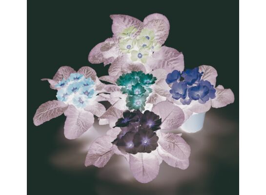 Prymula 15 cm różne kolory