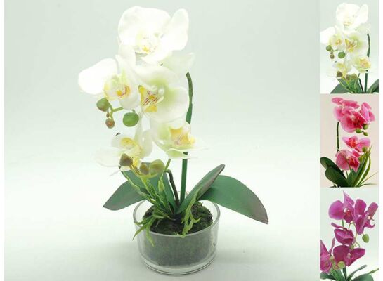 Storczyk w doniczce gumowany 33 cm mix