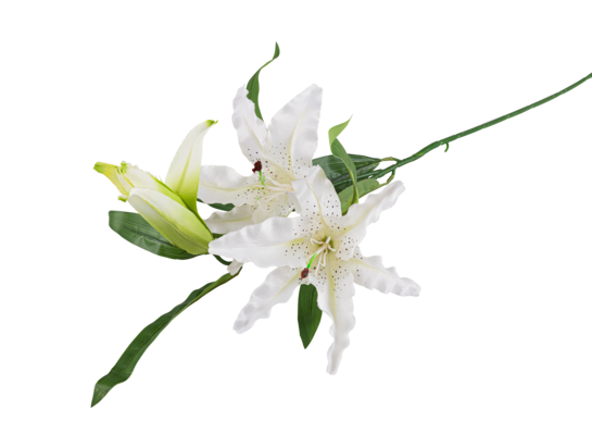 Lilia pojedyncza 85 cm