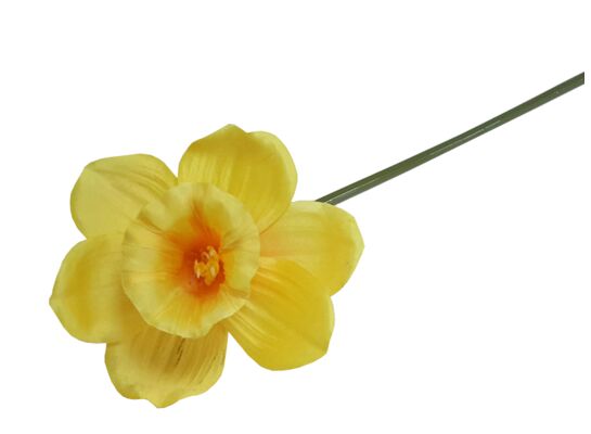 Żonkil pojedynczy 40 cm