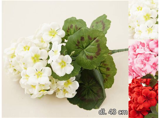 Pelargonia bukiet x 7