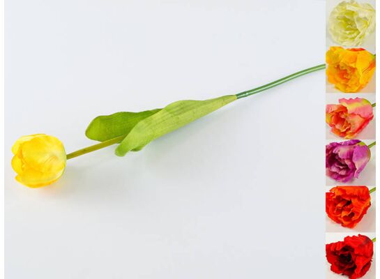 Tulipan pojedynczy 51 cm