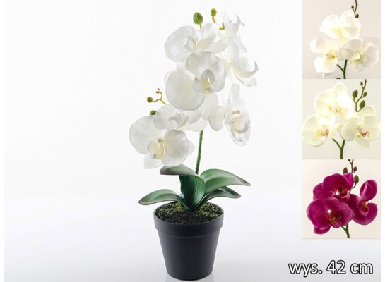 Storczyk w doniczce 42 cm