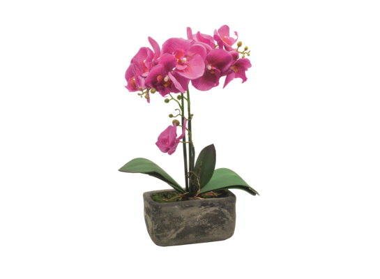 Storczyk gumowany w doniczce