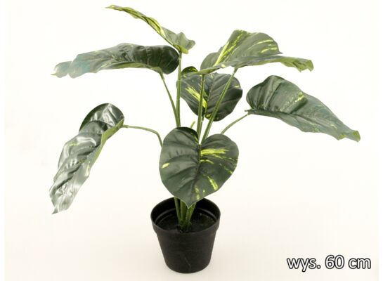 Difenbachia w doniczce