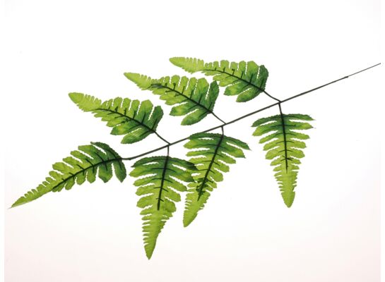 Liść paproci gałązka