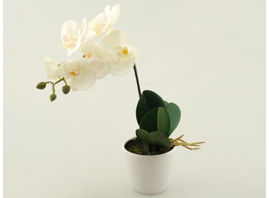 Storczyk w doniczce gumowany 26 cm