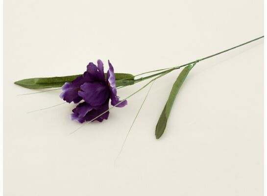 Irys pojedynczy 50 cm