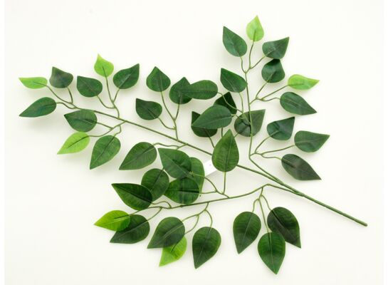 Liść fikusa gałązka 60 cm
