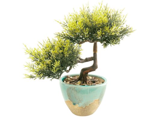 Bonsai w doniczce zielony